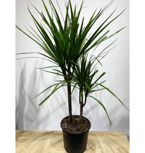 Marginata 2'li